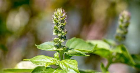 Holy Basil Tulsi Benefits And Uses Ayurvedic Herb Guides Banyan Botanicals