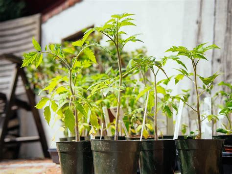 Ok so i was wondering how many plants i can fit in each of my pots. Why and How to Transplant Tomatoes (a Second Time ...
