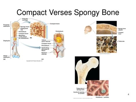 Ppt Chapter 6 Osseous Tissue And Bone Structure Powerpoint