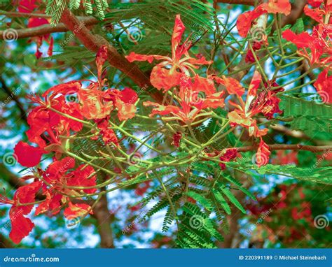Wonderful Red Flowers Grow On A Tropical Tree Stock Image Image Of