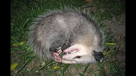 Manicouopossum Catch Without A Gun The Traditional Way Old School