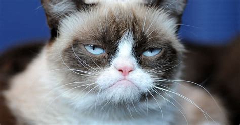 Best Grumpy Cat Memes Of All Time Remembering The Cat After Her Death