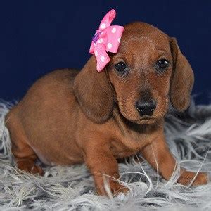 362 results for dachshund puppies for sale. Dachshund Puppies for Sale in PA | Dachshund Puppy Adoptions