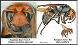 Images of Japanese Bees Kill Wasp