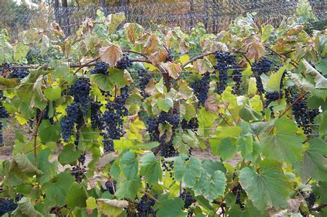 Training Systems For Wine Grapes Cornell Small Farms