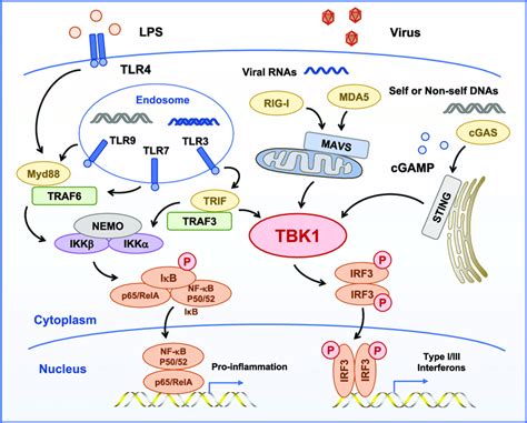 Mavs is located in the outer membrane of the mitochondria, peroxisomes, and endoplasmic reticulum (er). TBK1 is the central kinase of the MAVS, STING, and TRIF ...