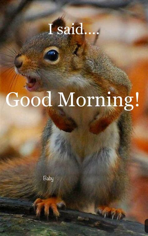 Good Morning Funny Squirrel Pictures Squirrel Funny Cute Funny Animals