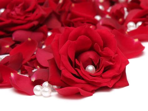 Romantic Roses Roses Wallpaper 13966406 Fanpop