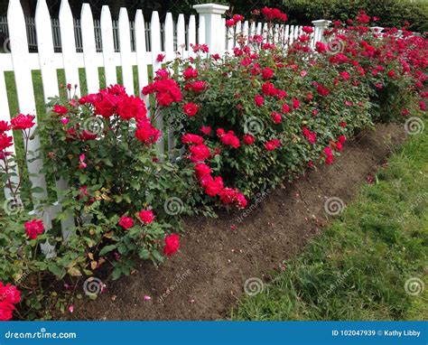 Roses Along The Fence Stock Image Image Of Nature Garden 102047939