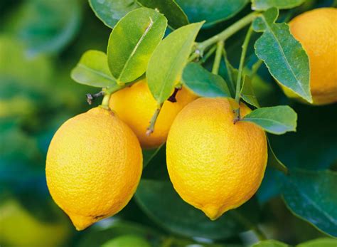 Find over 100+ of the best free lemon images. Cara Menanam Jeruk Lemon Dalam Pot | KampusTani.Com