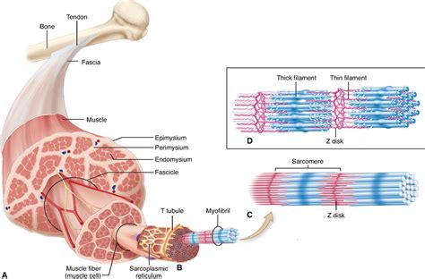 Physiology Of The Muscular System Basicmedical Key