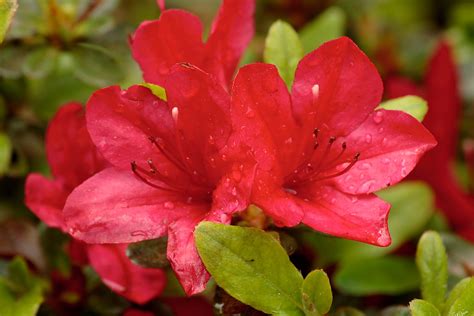 Water Drops Red Spring Azaleas Flowers Free Nature Pictures By