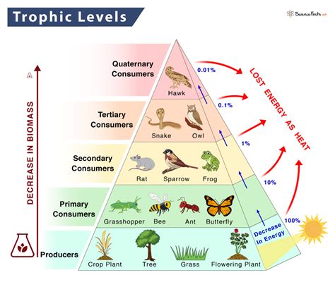 Trophic Pyramid Definition And Examples Energy Pyramid Food Chain