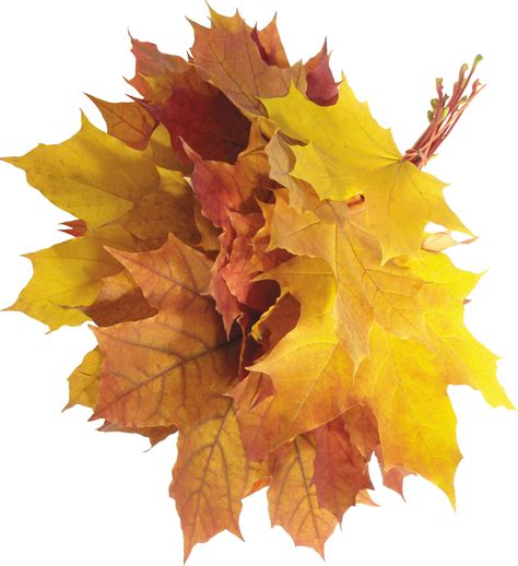 Collection Of Autumn Png Pluspng
