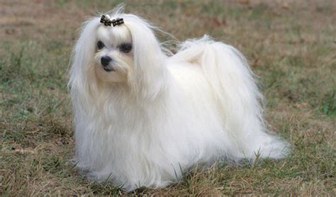 10 Popular Small Long Haired Dog Breeds Tail And Fur