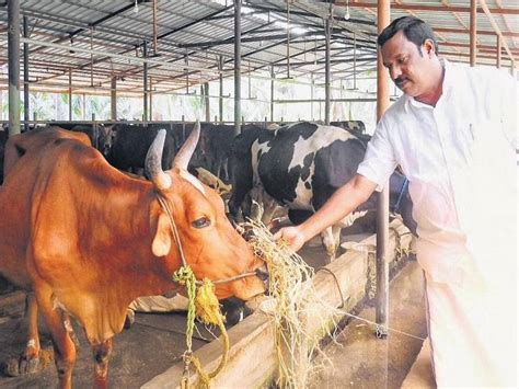 Kerala To Set Up Ksheerasree Portal To Provide Incentives To Dairy Farmers