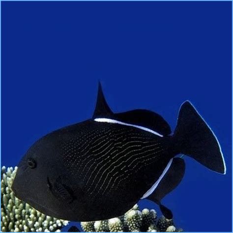 Black Durgon Triggerfish Petes Aquariums And Fish