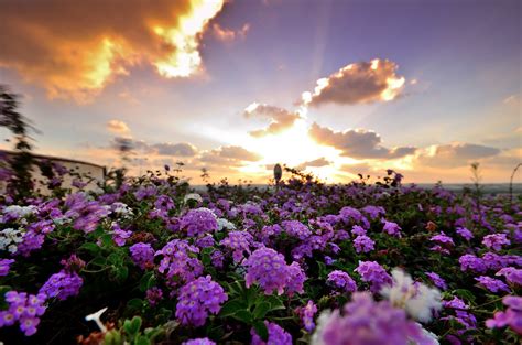 Sunset Flowers Amiraa Flickr