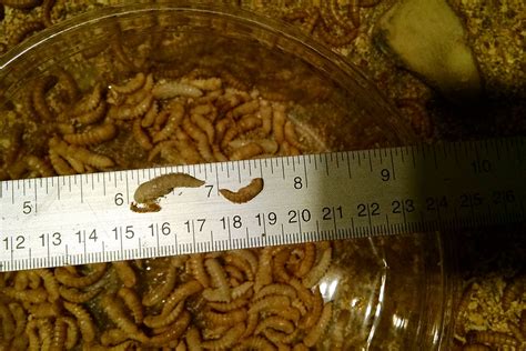 5 Mealworms Pupa Small Order Mynewsite For May