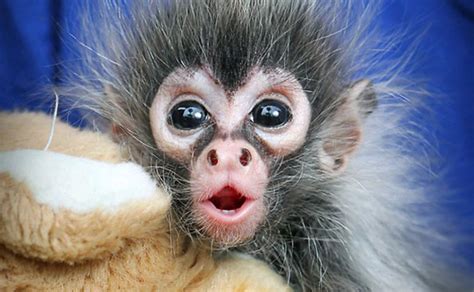 Look Whos Hangin Around Spider Monkey Babies Baby Animal Zoo