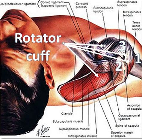 Compact bone diagram class 9. Rotator cuff, shoulder pain and impingement