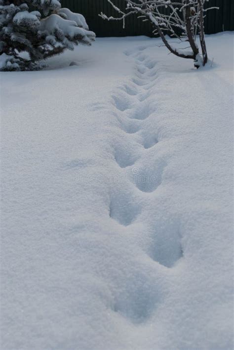Animal Trail In Snow After Blizzard Stock Photo Image Of European