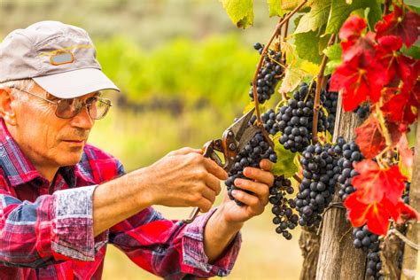 Strong Grape Harvest In Napa Valley