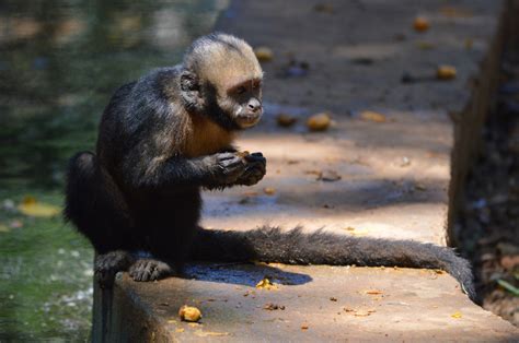 Fotos Gratis Fauna Silvestre Zoo Mamífero Mono Primate Chimpancé