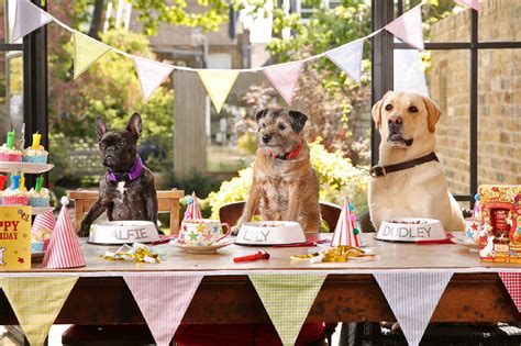 As a birthday treat, however, it's the perfect way to make them. 5 Ways To Make Your Pooch's Birthday Party Perfect