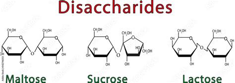 Illustration Chimique Des Disaccharides Maltose Sucrose Et Lactose
