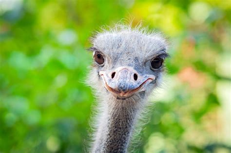 Premium Photo Portrait Of A Funny Ostrich Head Of An Ostrich Close Up