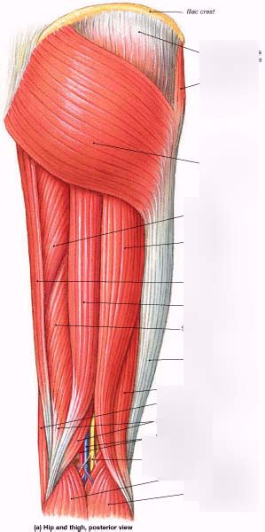 Muscle Labeling And Terminology For Posterior Thigh A And P Diagram Quizlet