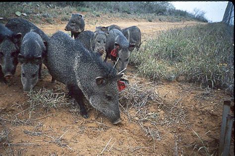 How Wec Works Uf Ifas Wildlife Ecology And Conservation Department