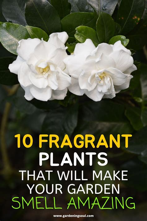 10 Fragrant Plants That Will Make Your Garden Smell Amazing Fragrant
