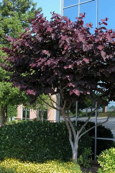 Buy Merlot Purple Leaf Redbud Tree Free Shipping 5 Gallon Size For
