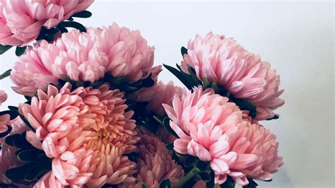 Download Wallpaper 1920x1080 Chrysanthemums Flowers Bouquet Pink