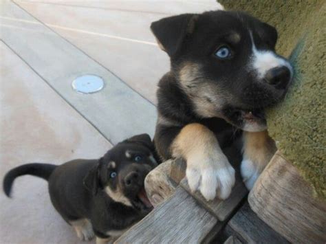 Hi animal lovers, i see you are looking for 55+ rottweiler husky mix puppy. Rottweiler-Siberian Husky-Lab mix puppies | paws | Pinterest | Lab mix puppies, Husky lab mixes ...