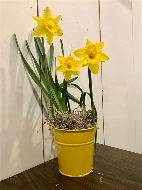 How To Plant Daffodil Bulbs As Homemade Ts