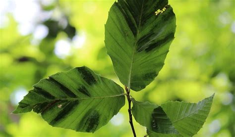 Odnr Urges Ohioans To Report Beech Leaf Disease Farm And Dairy
