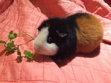 Teddy Guinea Pig Breed Spotlight Care Diet And More
