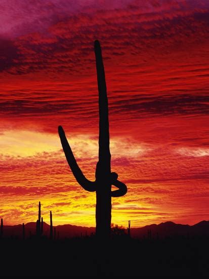 Saguaro Cactus Silhouetted At Sunset Photographic Print James