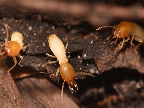 Formosan Termites Boz Pest Control Richie The Bug Man Peabody