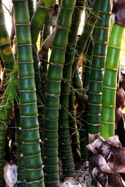 In any case, i will make it clear to them that it is a problem that they need to take care of. How to build a Bamboo Hydroponic System - Dealzer