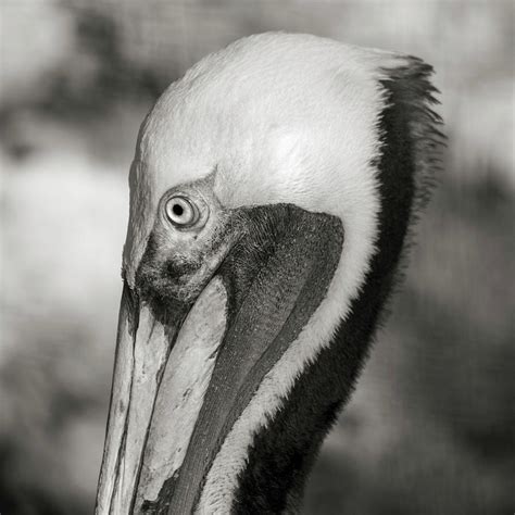 Pelican Portrait Florida Keys Photograph By Betsy Knapp Fine Art America