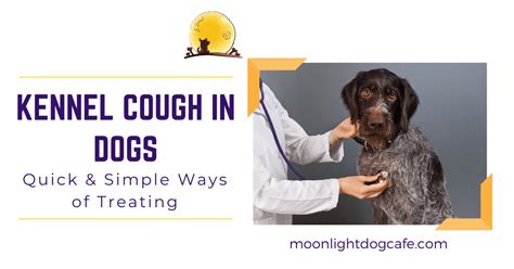 How To Treat Kennel Cough In Dogs Quick Effective Ways To Treat Dog