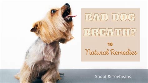 Bad Dog Breath Improve With Natural Remedies Snoot And Toebeans
