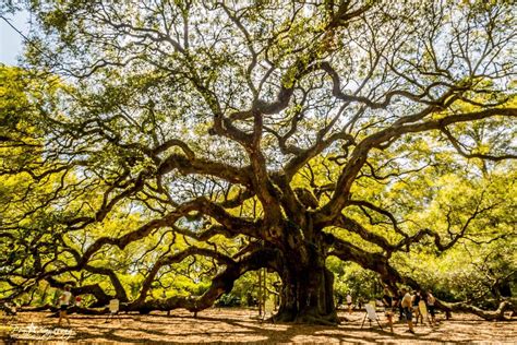 A tree canopy is the top portion of a tree composed of branches and leaves or needles. Trees With Wide Canopy & The Large Deciduous Tree With ...
