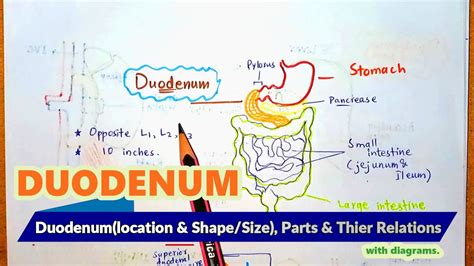 Gross Anatomy Of Duodenum Its Parts And Their Relations With Diagrams Medico Star YouTube