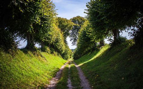 1084243 Sunlight Forest Nature Grass Road Green Jungle