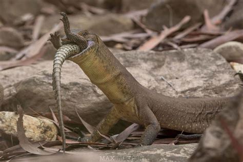 Monitor Lizard Swallowing A Young Crocodile Rmonitorlizards